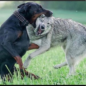 Meet your Posher, Adeyan